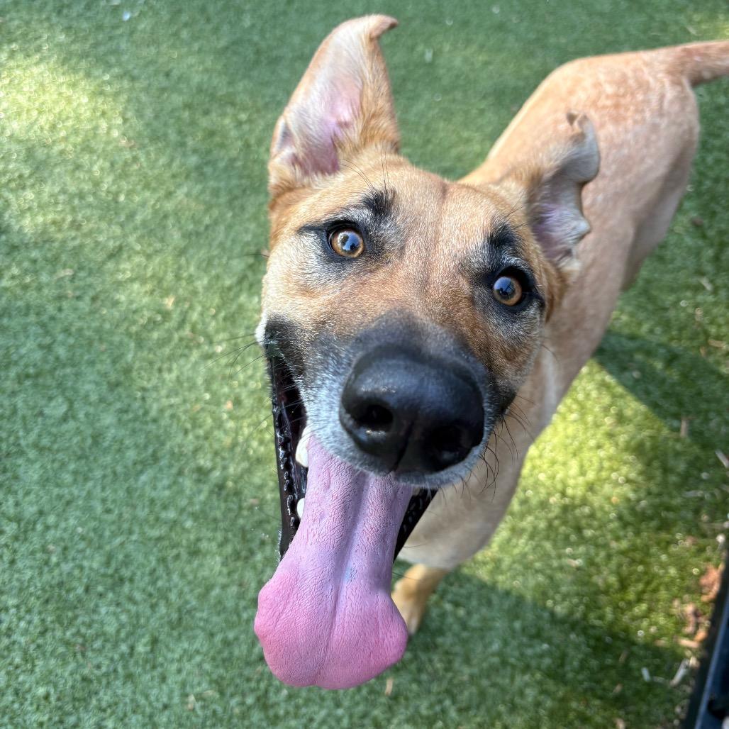 Danny, a Adoptable mixed breed in Charlottesville, VA image 2/5