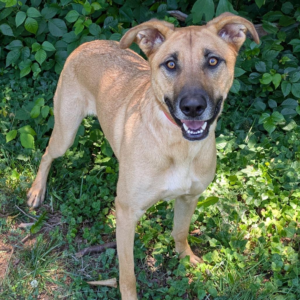 Danny, a Adoptable mixed breed in Charlottesville, VA image 3/5