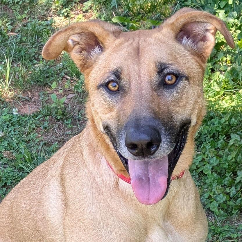 Danny, a Adoptable mixed breed in Charlottesville, VA image 4/5