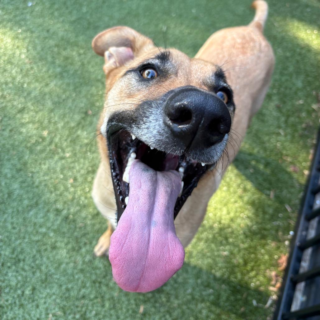 Danny, a Adoptable mixed breed in Charlottesville, VA image 5/5