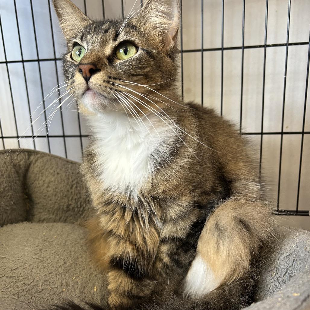 Sara (Formerly Serrano), a Adoptable Domestic Short Hair in Webster, TX image 1/6