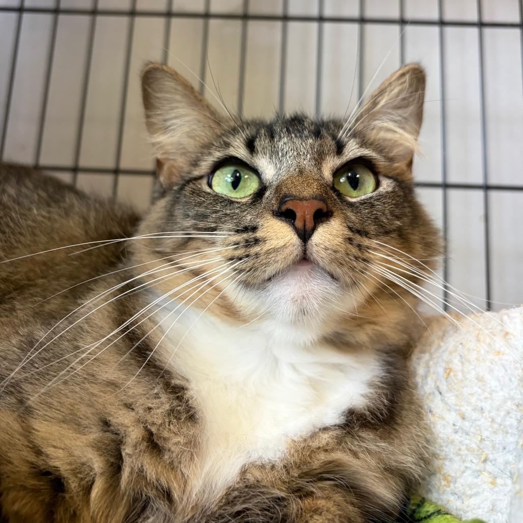 Sara (Formerly Serrano), a Adoptable Domestic Short Hair in Webster, TX image 2/6