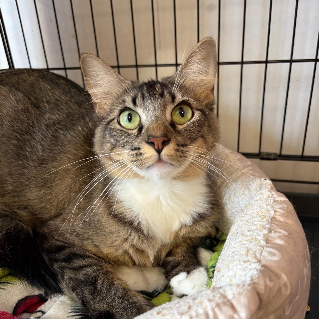 Sara (Formerly Serrano), a Adoptable Domestic Short Hair in Webster, TX image 3/6