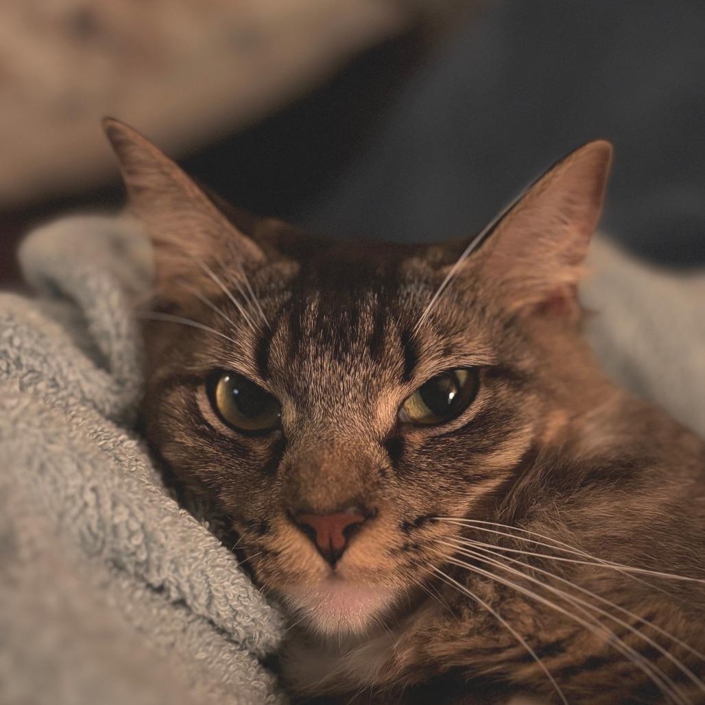 Sara (Formerly Serrano), a Adoptable Domestic Short Hair in Webster, TX image 4/6