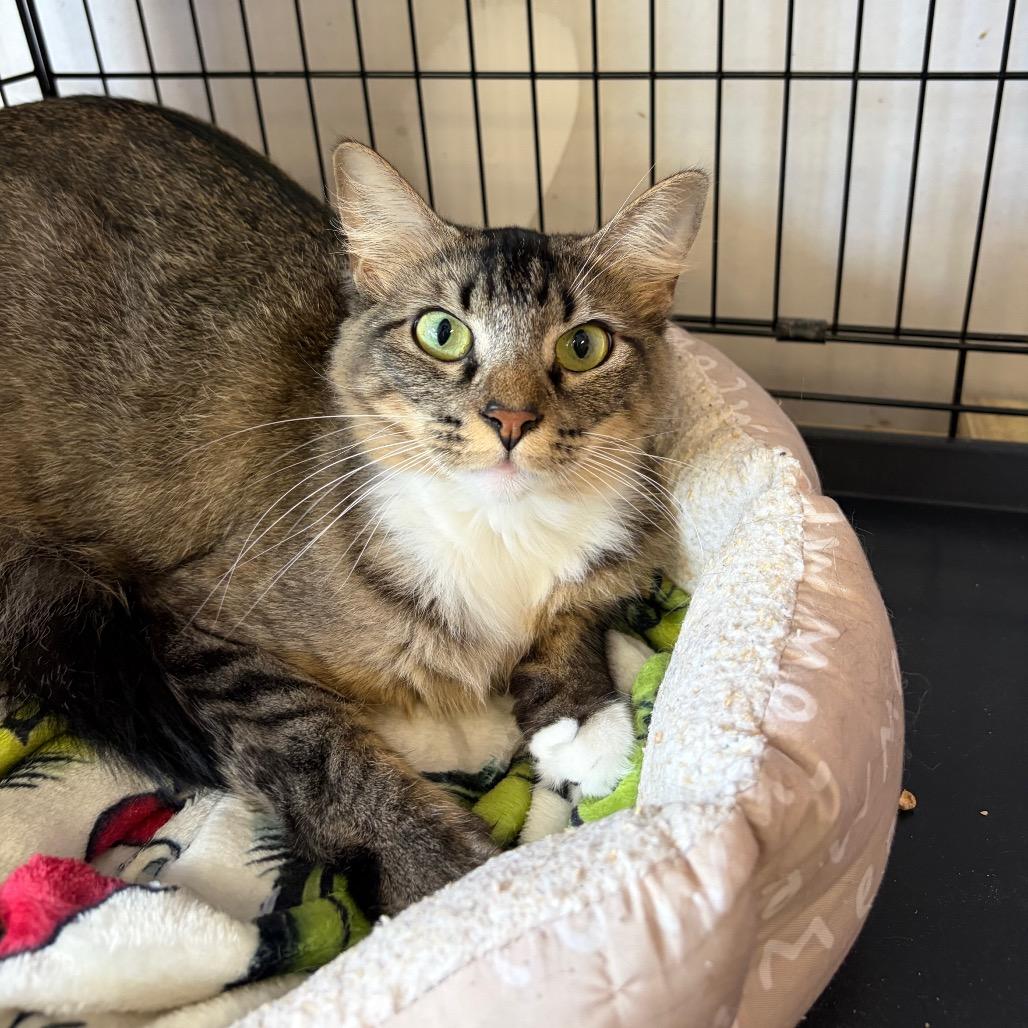 Sara (Formerly Serrano), a Adoptable Domestic Short Hair in Webster, TX image 5/6