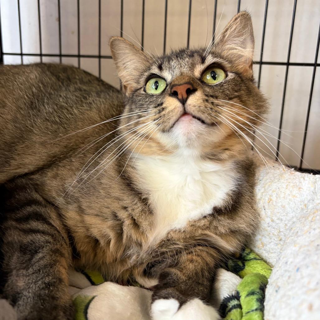 Sara (Formerly Serrano), a Adoptable Domestic Short Hair in Webster, TX image 6/6