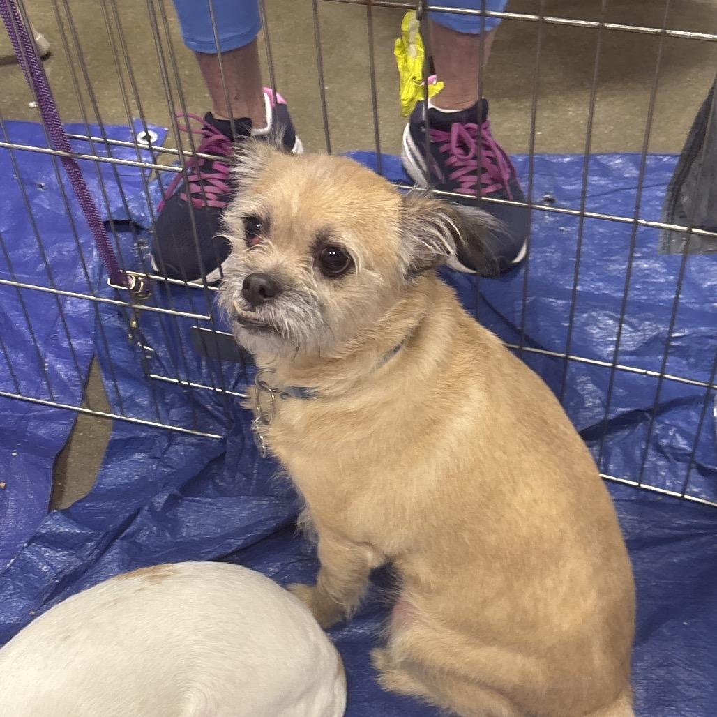 Enlarge Uno OS NV, a Adoptable mixed breed in Las Vegas, NV image 1/1