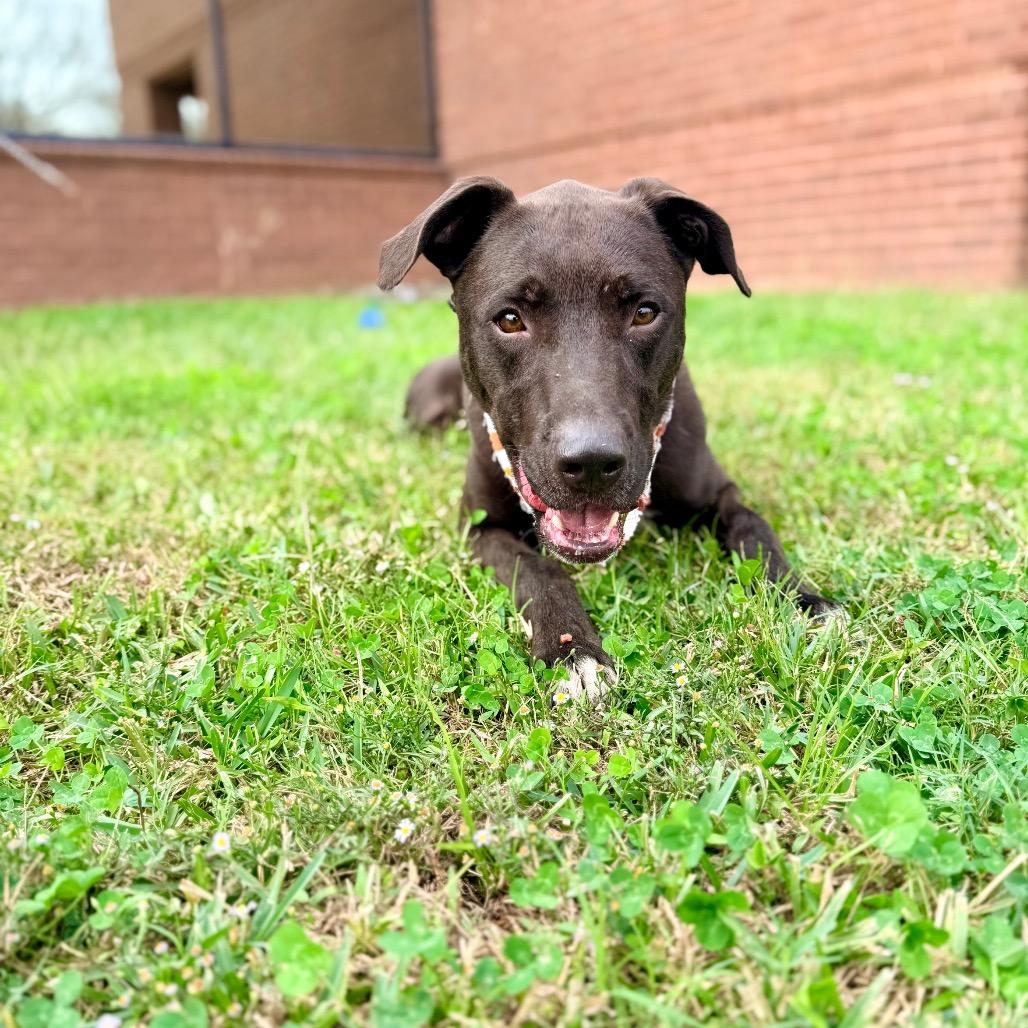 Fireball — thumbnail 3