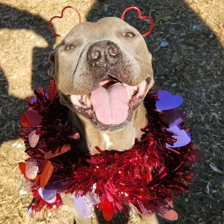Freya, Adoptable, Adult Female Pit Bull Terrier.
