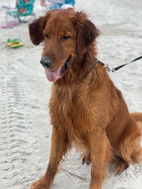 Enlarge BANKS, an adopted Golden Retriever in Jacksonville, FL image 5/5