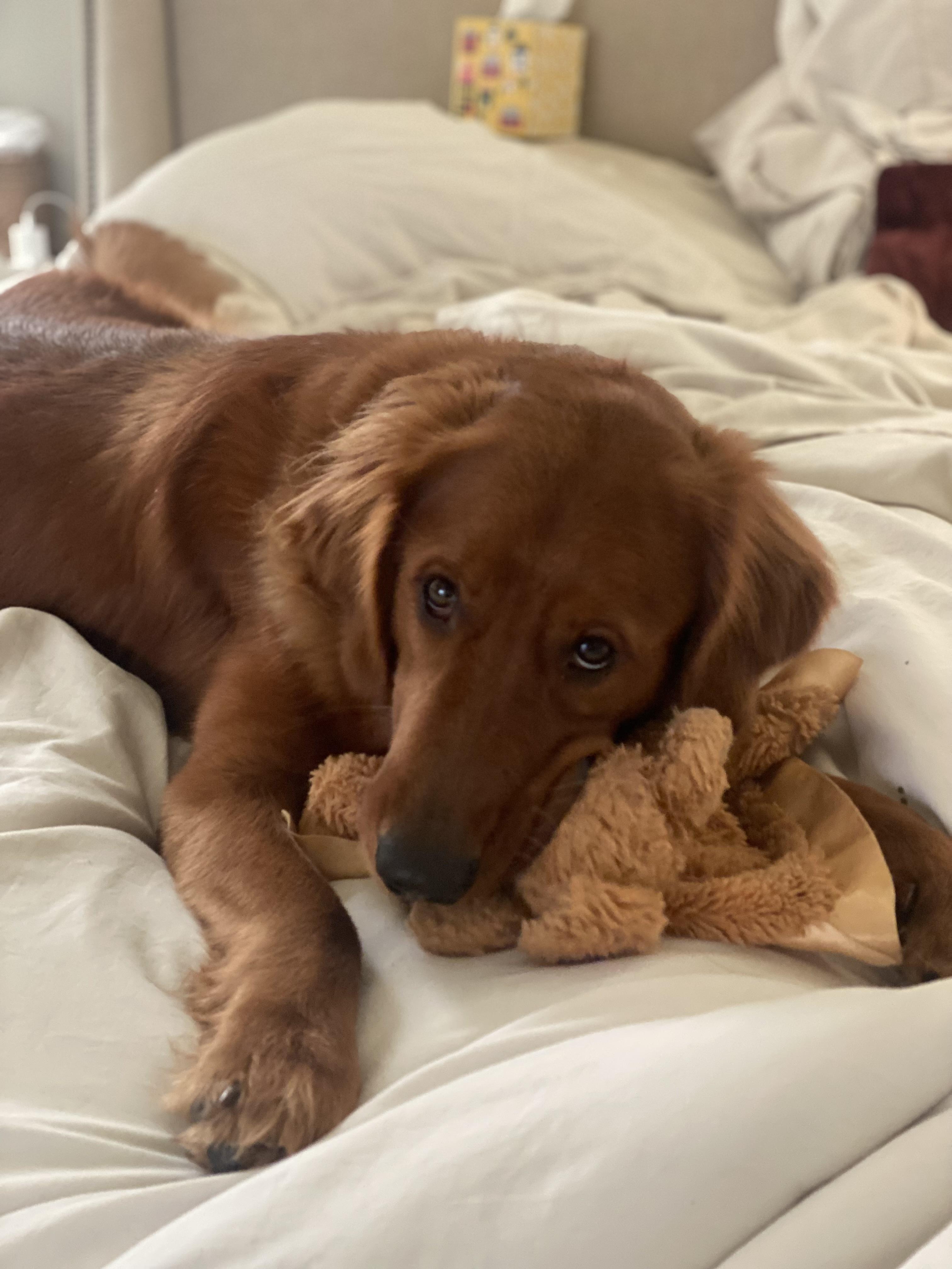 Enlarge BANKS, an adopted Golden Retriever in Jacksonville, FL image 1/5