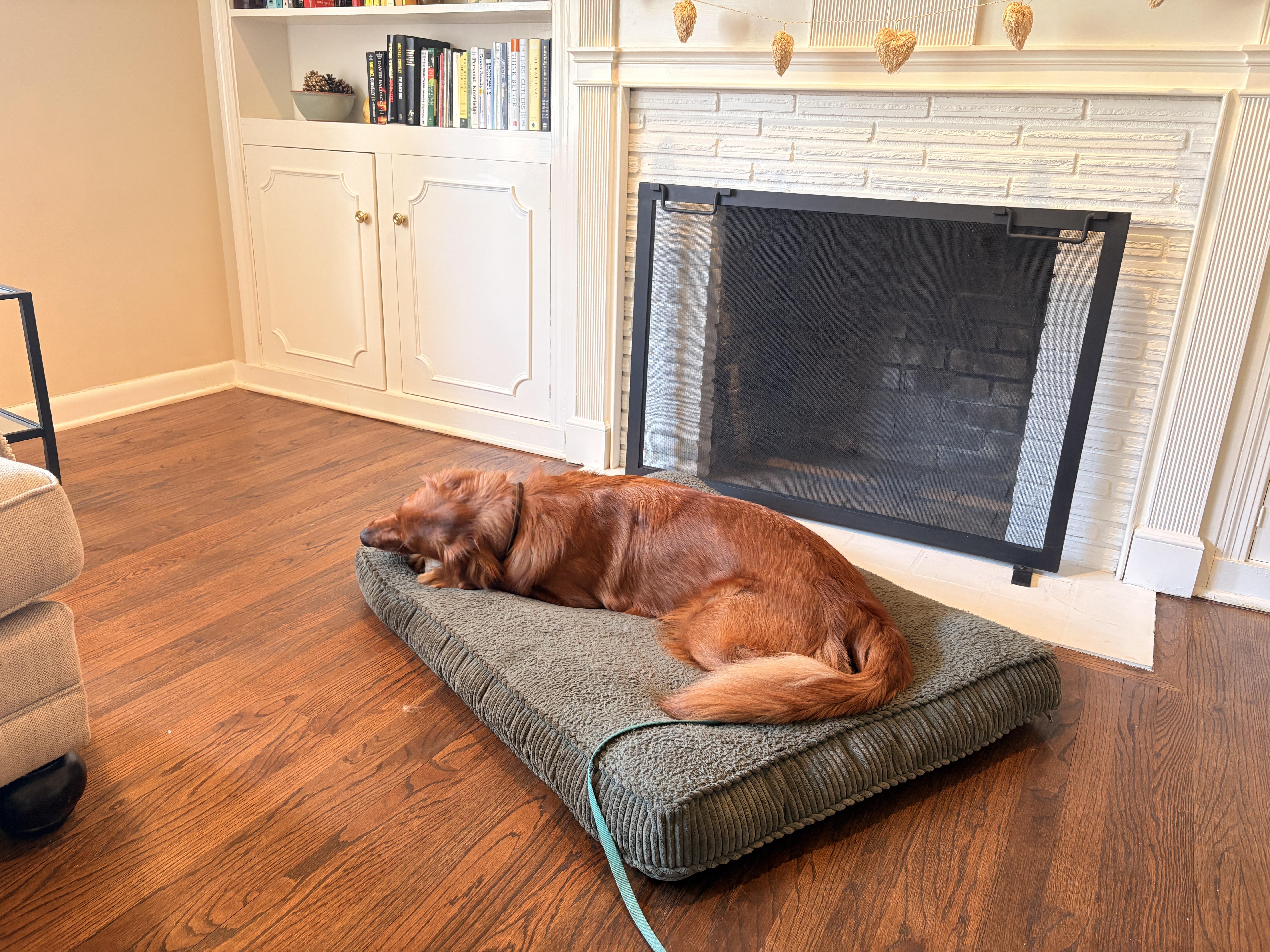 Enlarge BANKS, an adopted Golden Retriever in Jacksonville, FL image 2/5