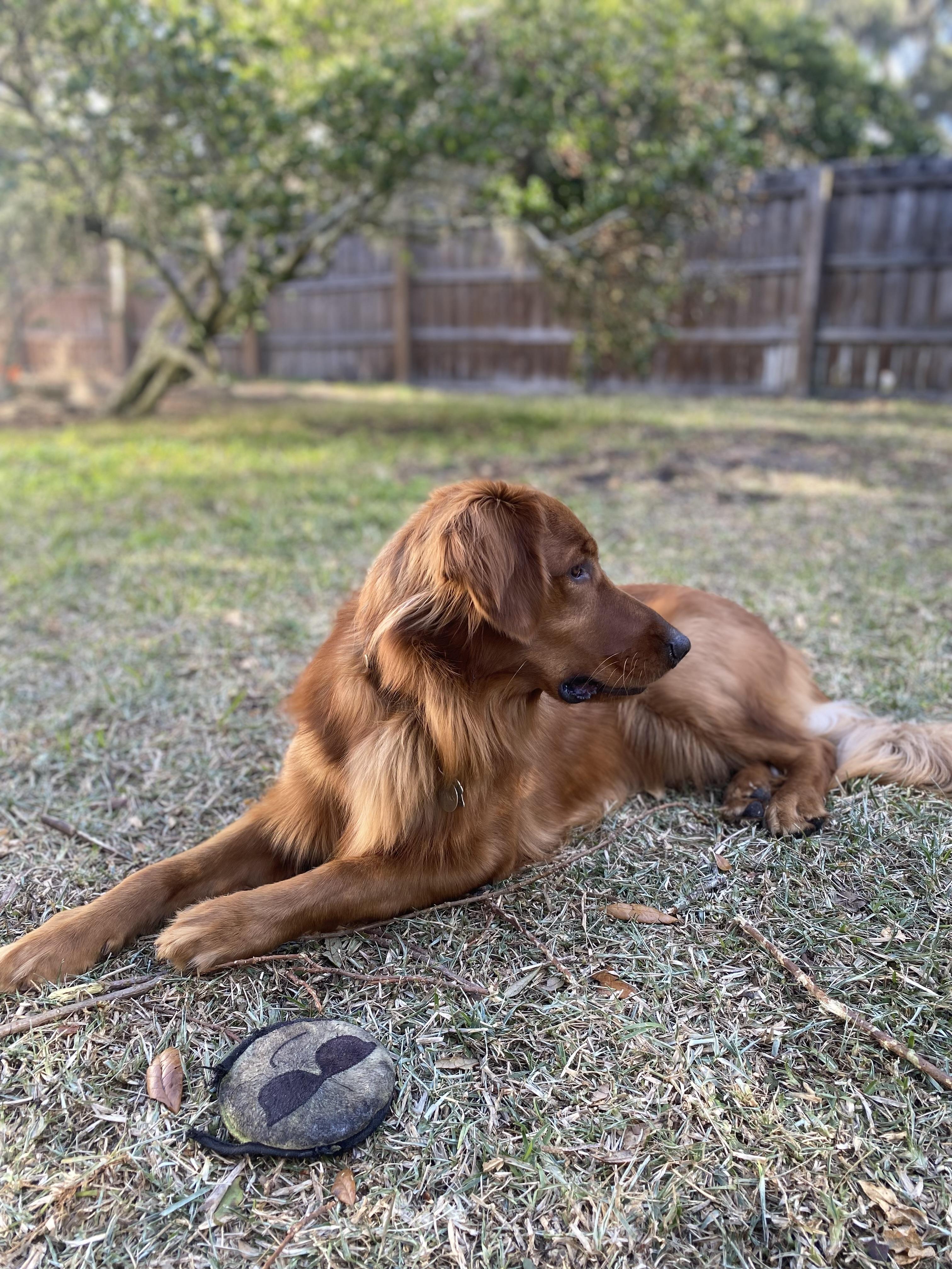 Enlarge BANKS, an adopted Golden Retriever in Jacksonville, FL image 3/5