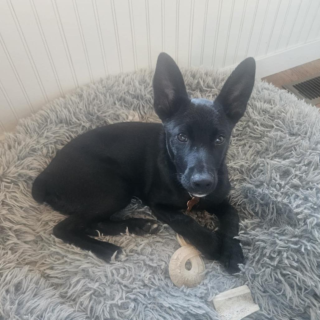 Enlarge Dre-63376, a Adoptable Belgian Shepherd / Malinois in Bend, OR image 2/6