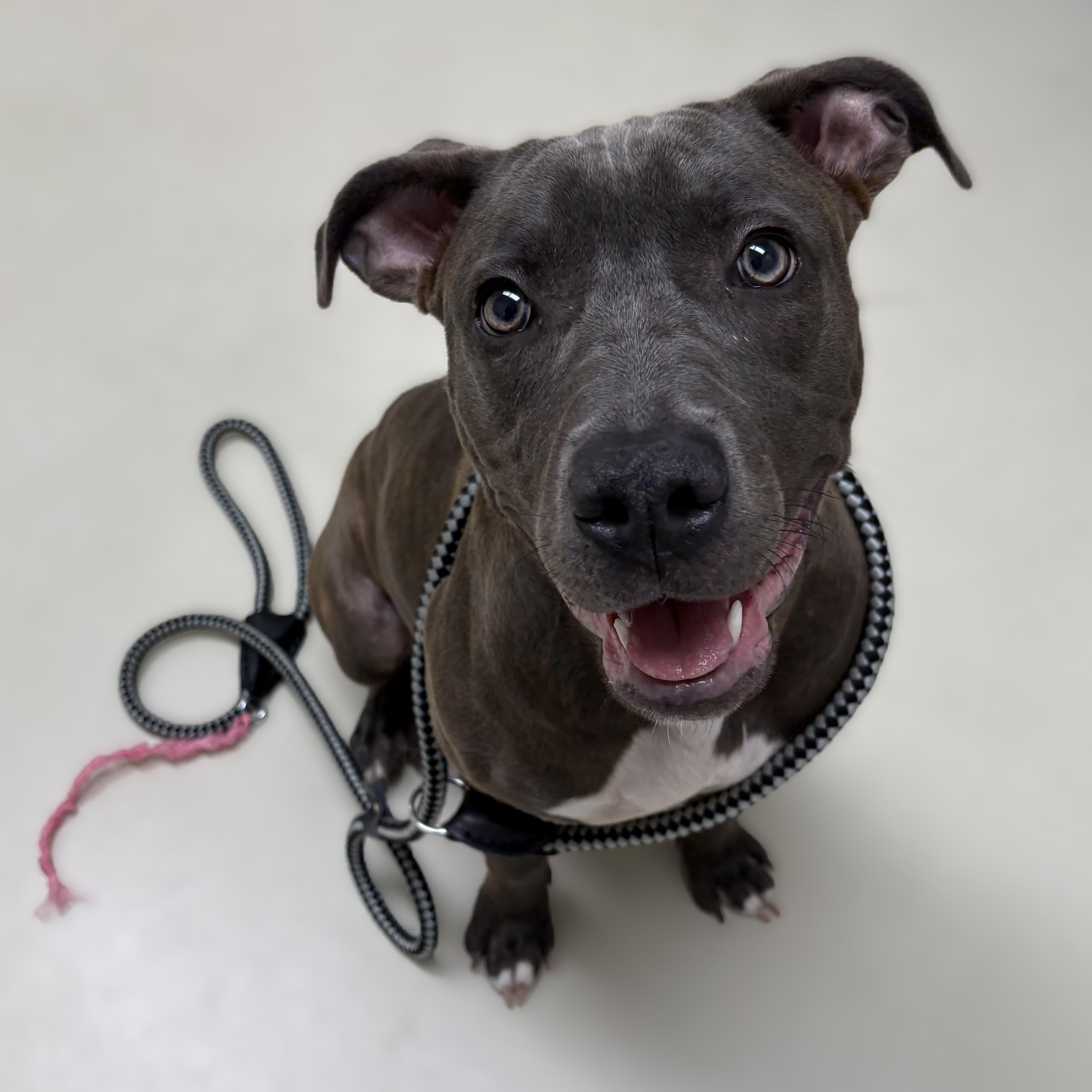 Canela- 52360, ADOPTABLE, Puppy Female Pit Bull Terrier.