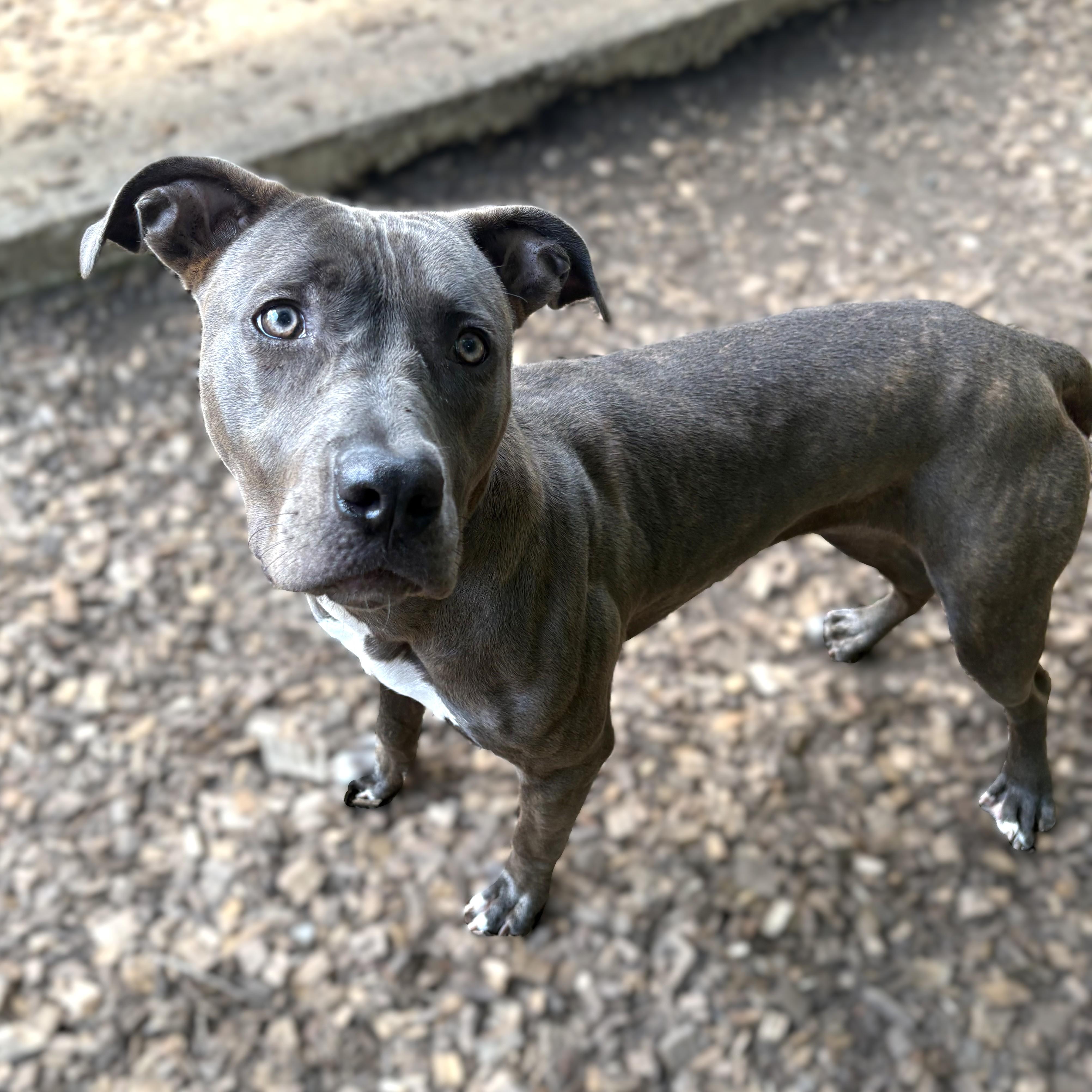 Enlarge Canela- 52360, a ADOPTABLE mixed breed in Columbia, MD image 2/6