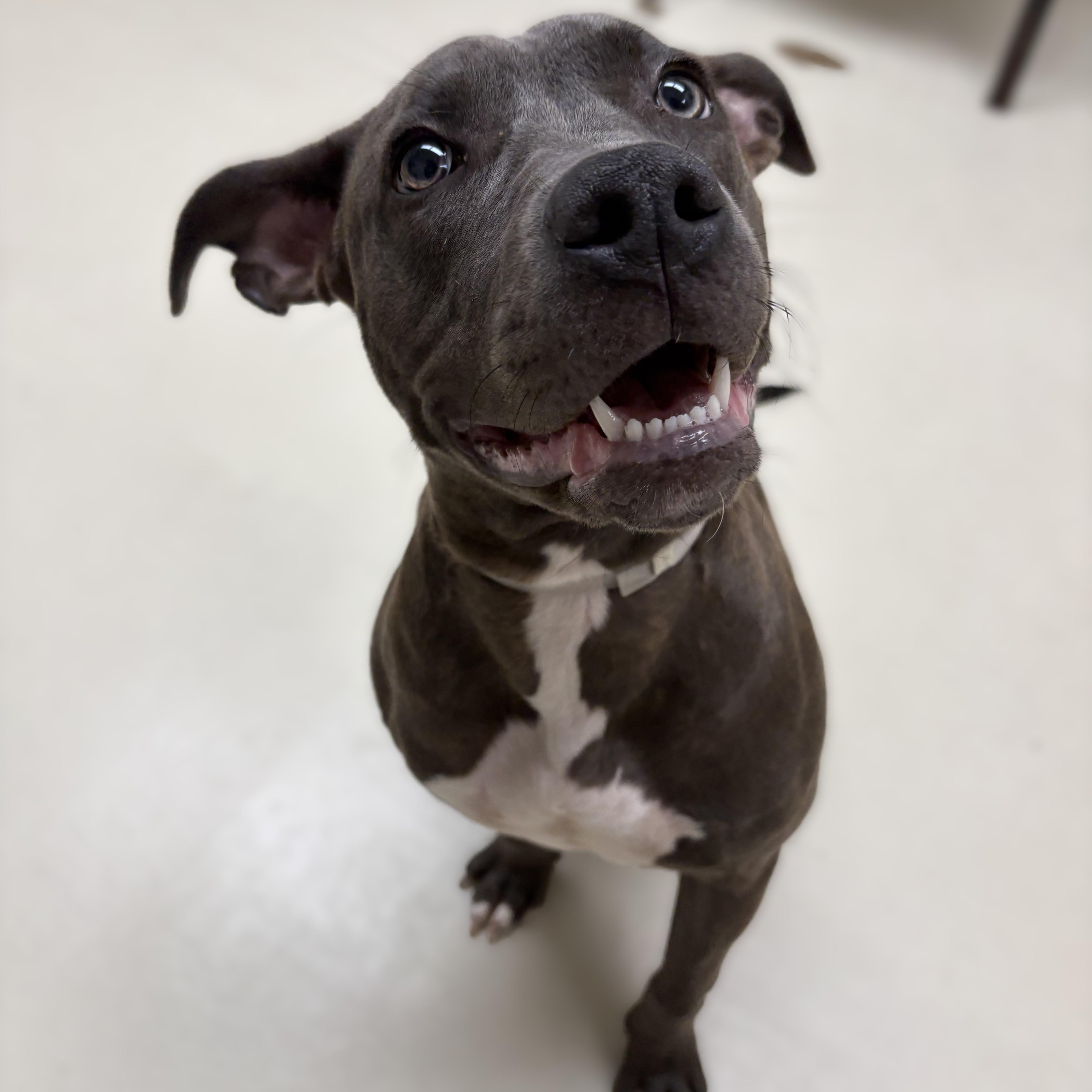 Enlarge Canela- 52360, a ADOPTABLE mixed breed in Columbia, MD image 2/4