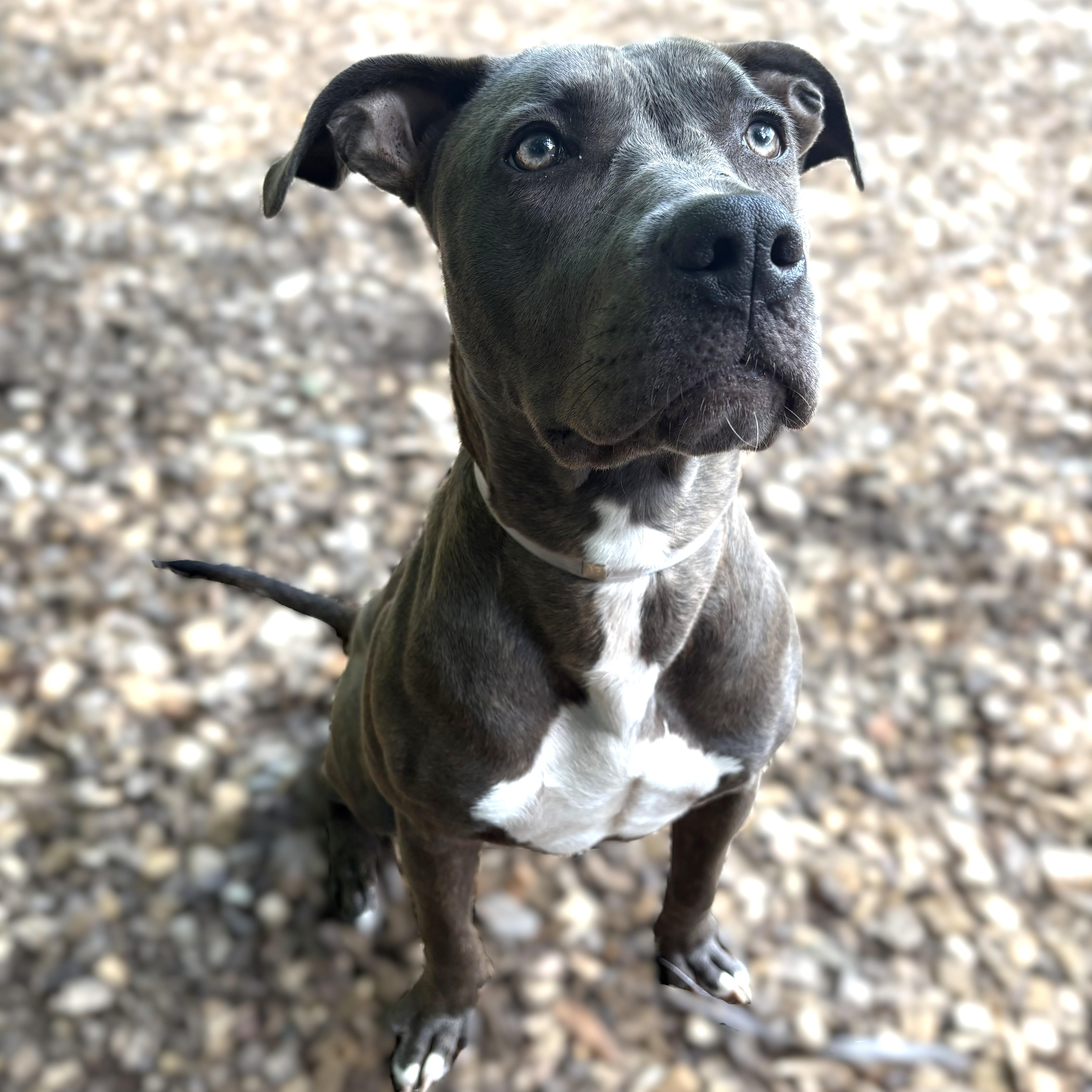 Enlarge Canela- 52360, a ADOPTABLE mixed breed in Columbia, MD image 3/6