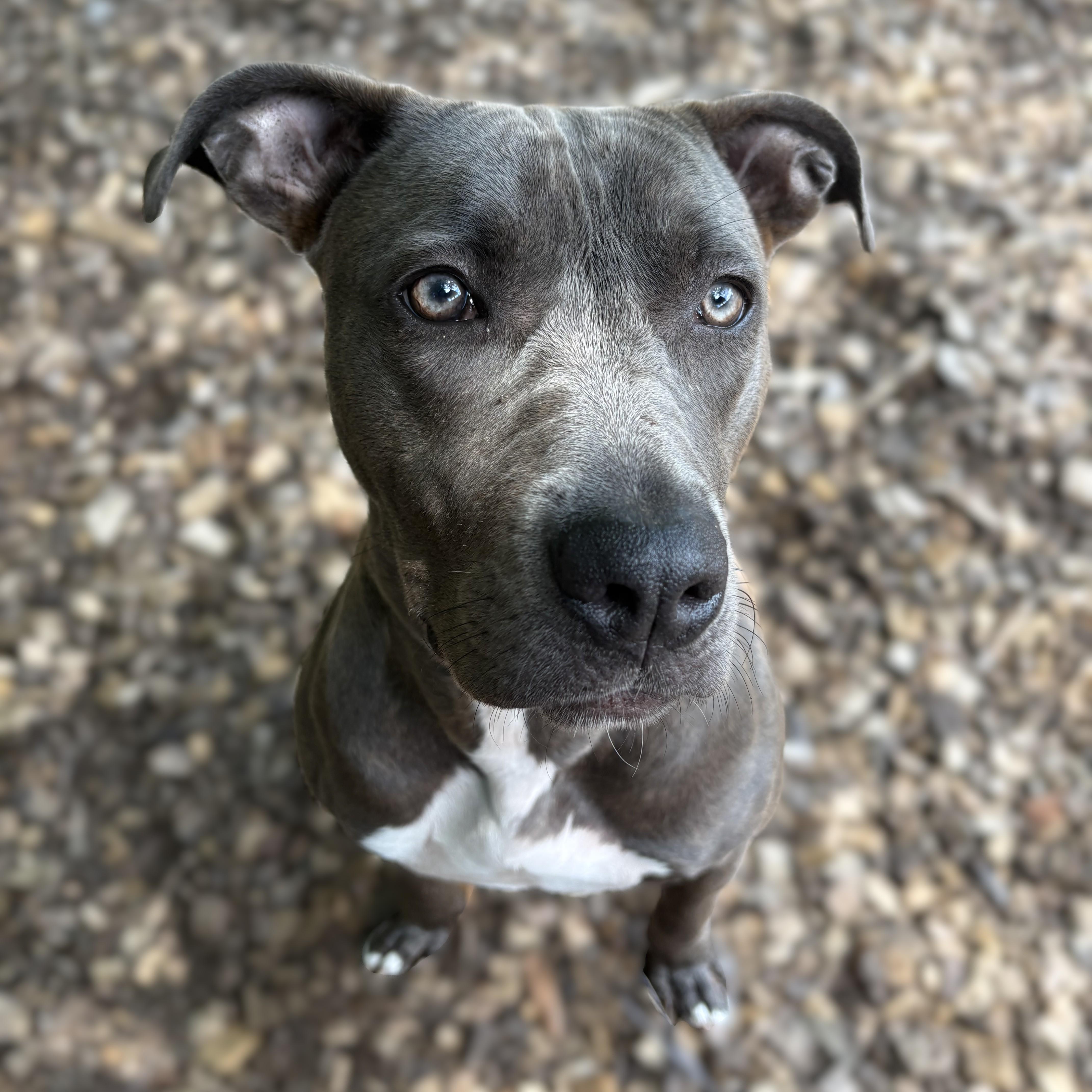 Enlarge Canela- 52360, a ADOPTABLE mixed breed in Columbia, MD image 1/6