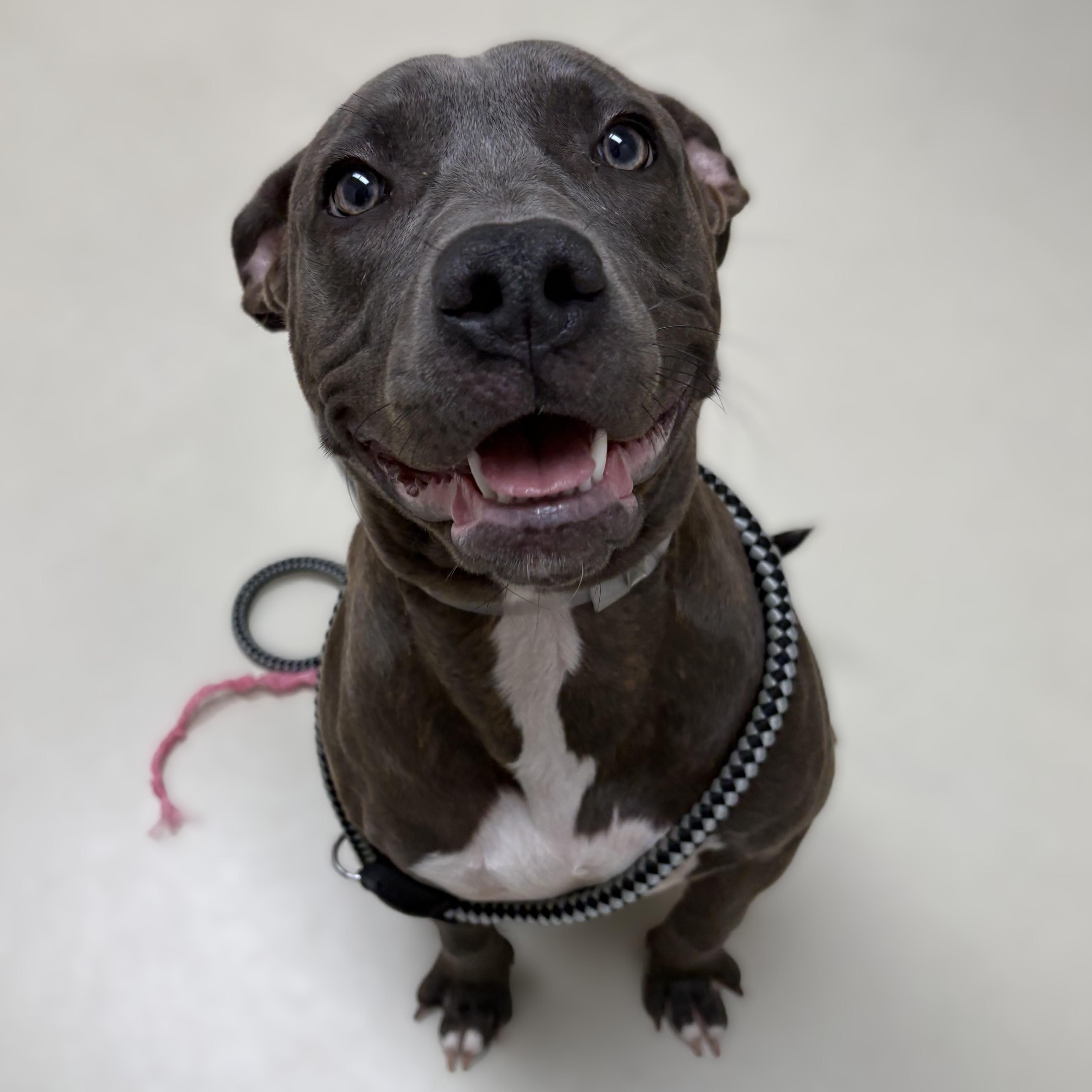 Enlarge Canela- 52360, a ADOPTABLE mixed breed in Columbia, MD image 3/4