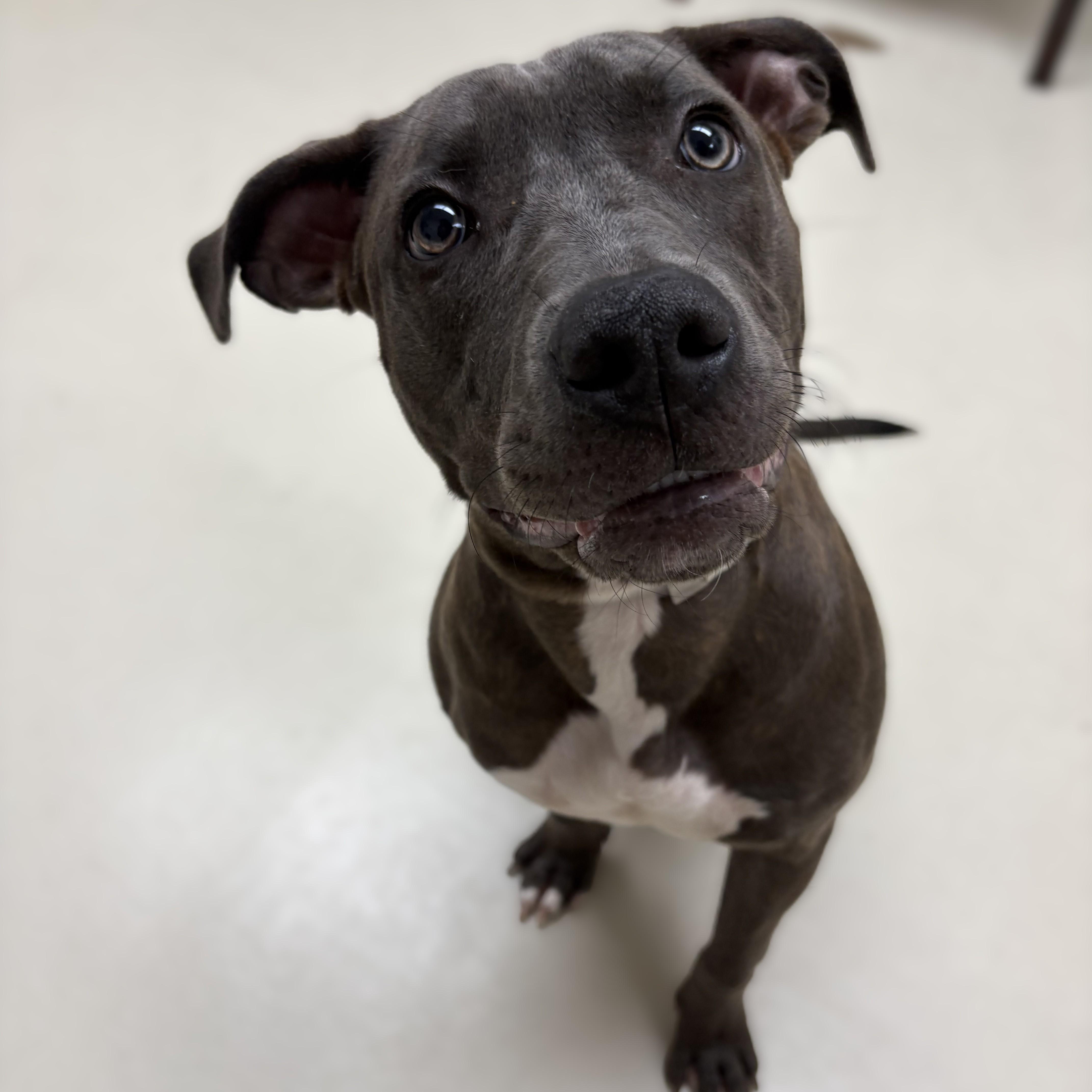 Enlarge Canela- 52360, a ADOPTABLE mixed breed in Columbia, MD image 4/4