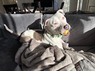 Missy, Adoptable, Young Female Pit Bull Terrier & Mixed Breed.