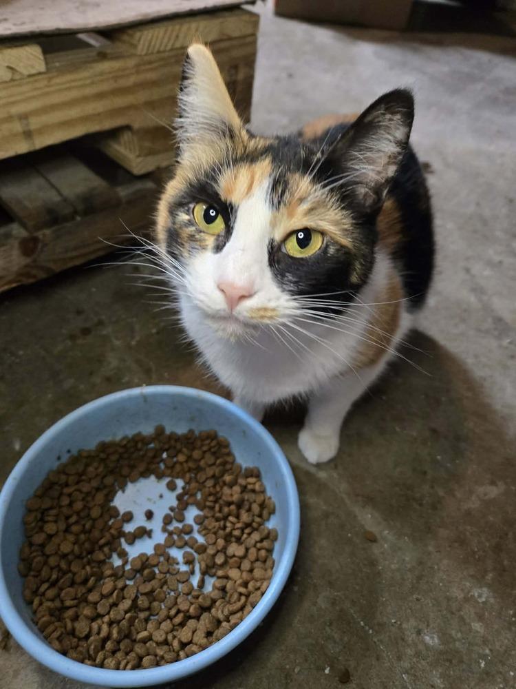 Enlarge Gia, a Adoptable Domestic Short Hair in Salinas, CA image 2/4