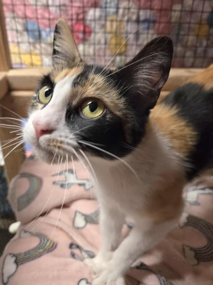 Enlarge Gia, a Adoptable Domestic Short Hair in Salinas, CA image 3/4
