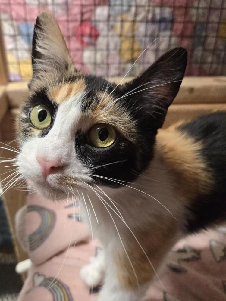 Enlarge Gia, a Adoptable Domestic Short Hair in Salinas, CA image 4/4