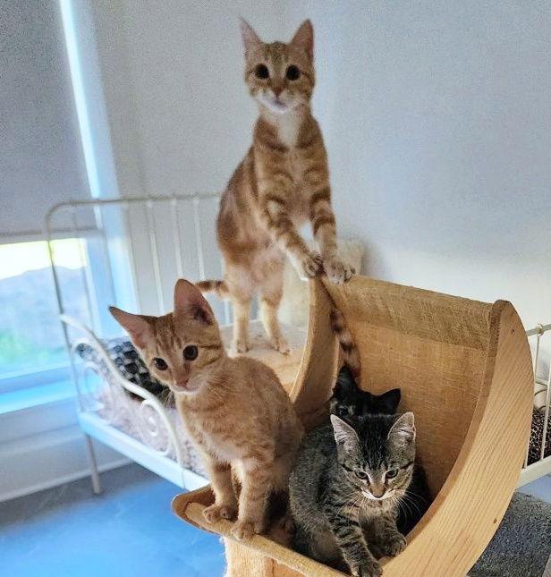 Enlarge Butterfinger & Reese - Male Kitten Pair, a Adoptable mixed breed in Hillsboro, OR image 1/3