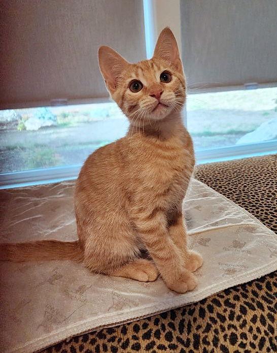 Enlarge Butterfinger & Reese - Male Kitten Pair, a Adoptable mixed breed in Hillsboro, OR image 2/3