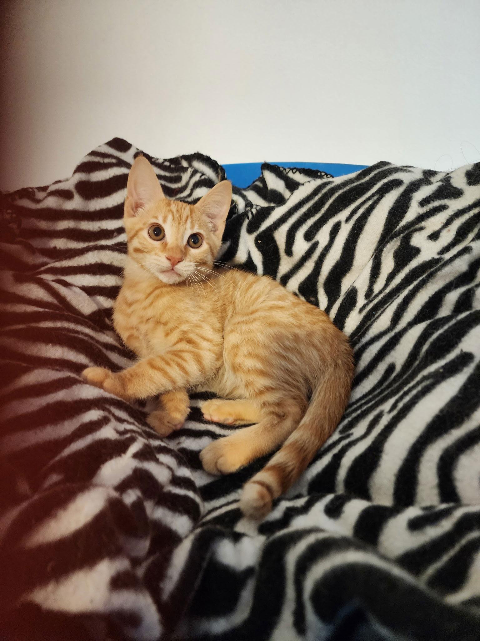 Enlarge Butterfinger & Reese - Male Kitten Pair, a Adoptable mixed breed in Hillsboro, OR image 3/3