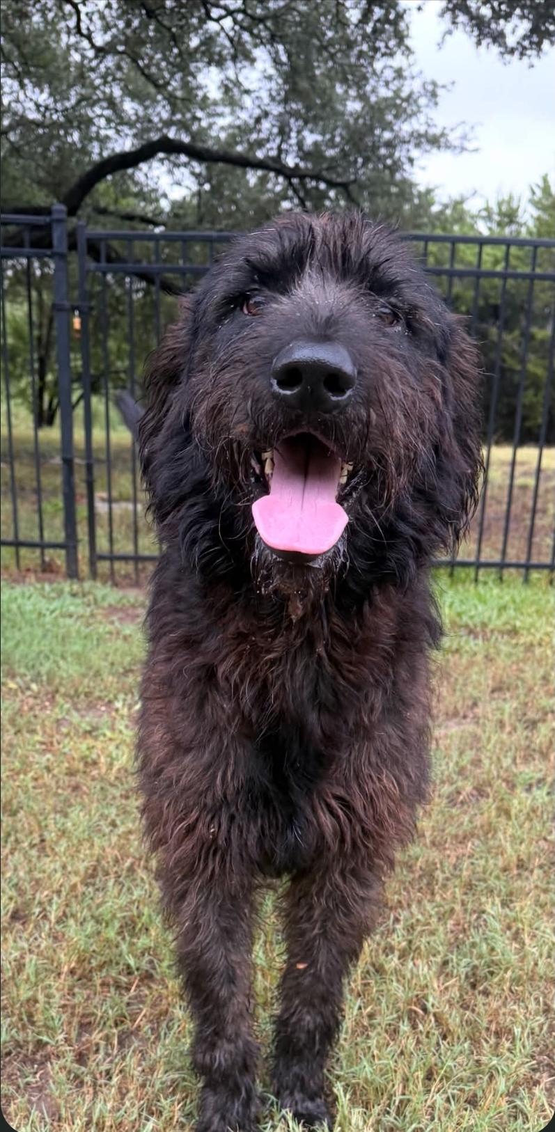 Finnegan, Adoptable, Adult Male Schnauzer & Poodle.
