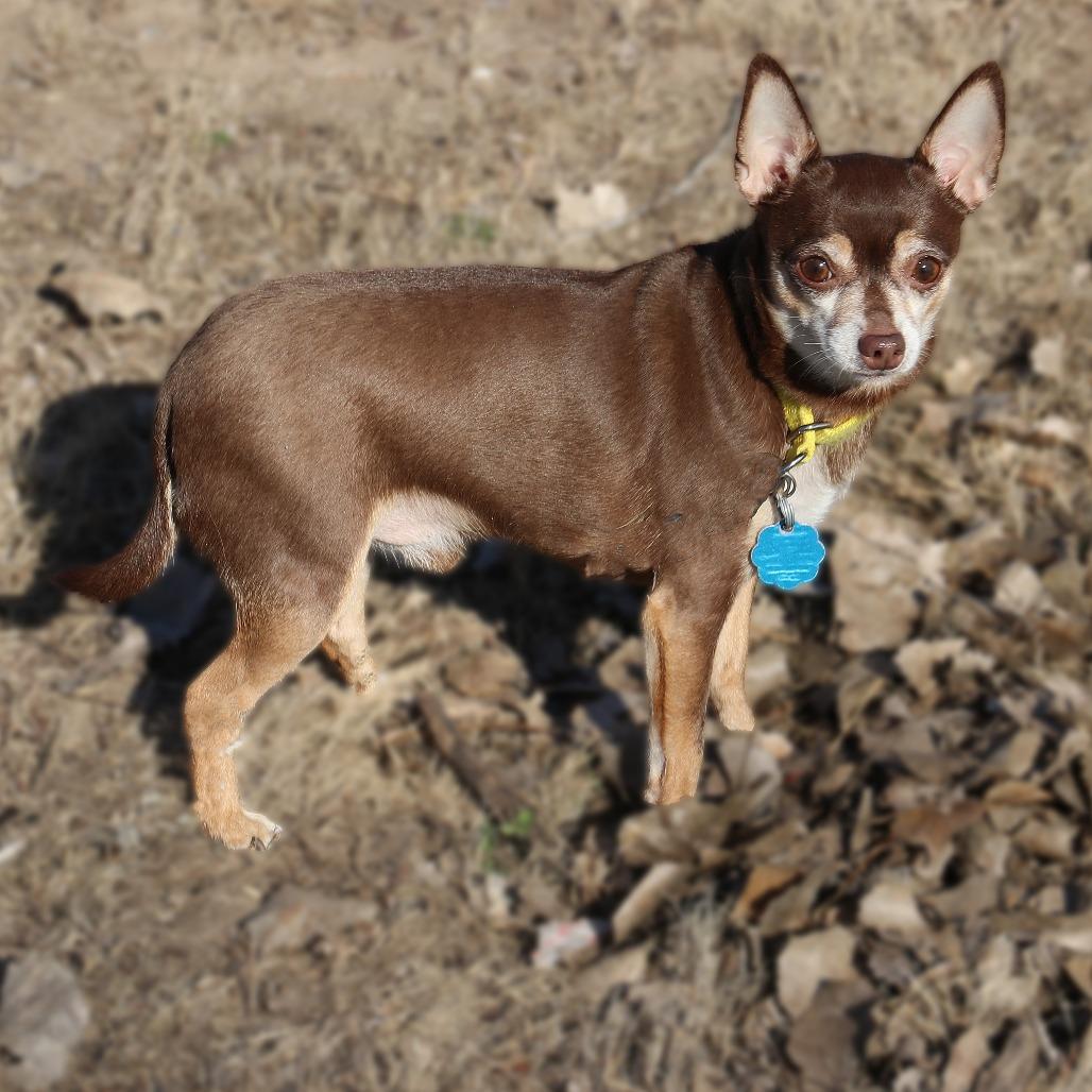Enlarge Coco Puff, a Adoptable mixed breed in Wichita, KS image 4/6