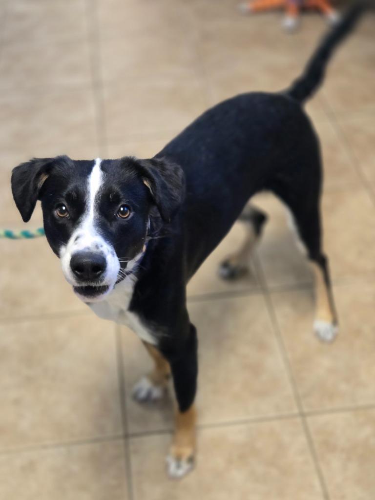 Boo, Adoptable, Young Male Border Collie.