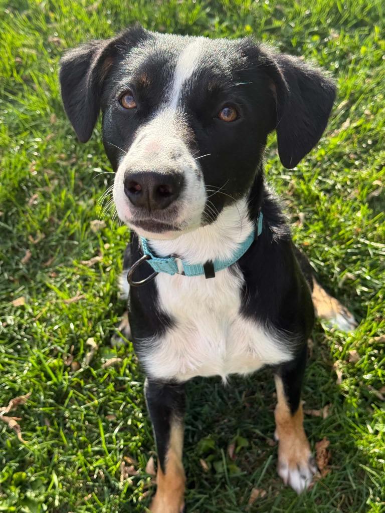 Enlarge Boo, a Adoptable Border Collie in Viroqua, WI image 2/3