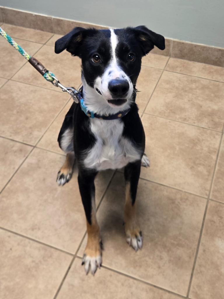 Enlarge Boo, a Adoptable Border Collie in Viroqua, WI image 3/3