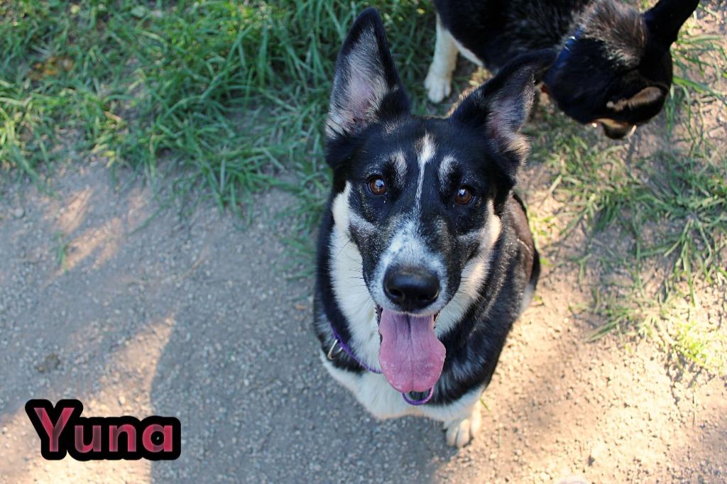 Yuna, a Adoptable mixed breed in Indianapolis, IN image 1/5