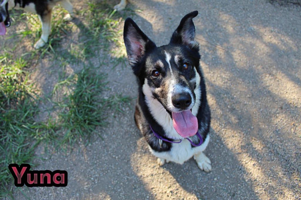 Yuna, a Adoptable mixed breed in Indianapolis, IN image 2/5