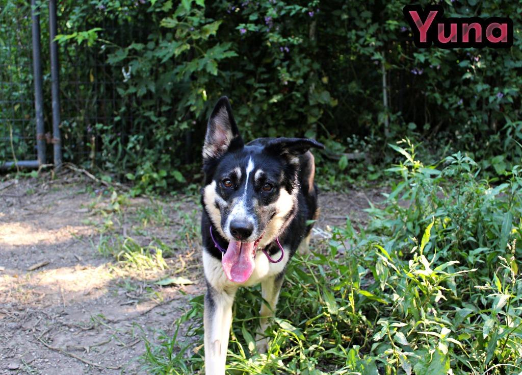 Yuna, a Adoptable mixed breed in Indianapolis, IN image 3/5
