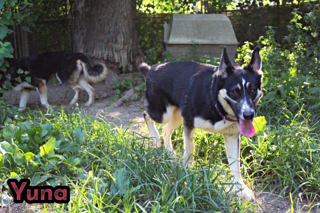 Yuna, a Adoptable mixed breed in Indianapolis, IN image 4/5