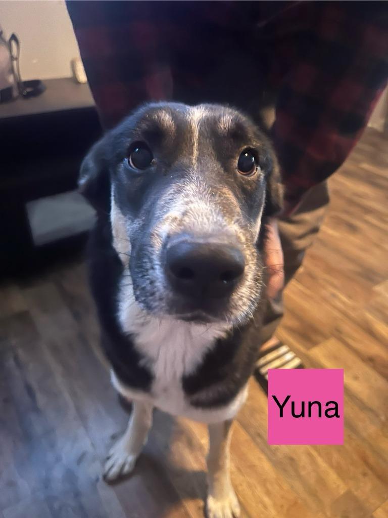 Yuna, a Adoptable mixed breed in Indianapolis, IN image 5/5