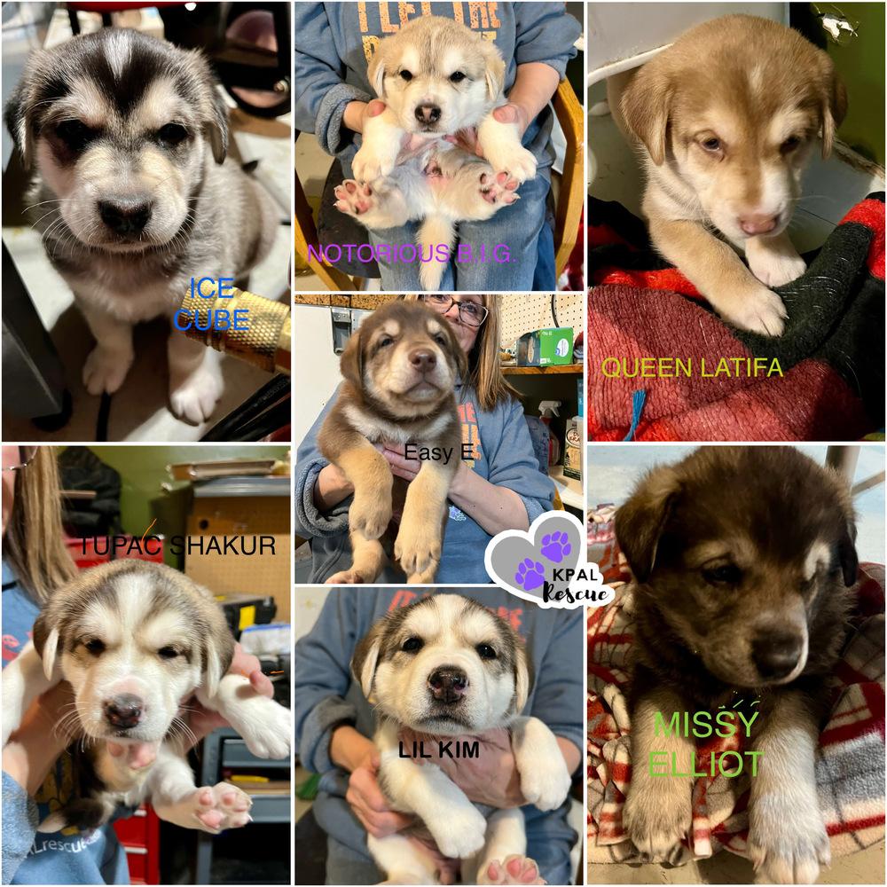 Tupac Shakur - The Gangstas, Adoptable, Puppy Male Husky & Mixed Breed.