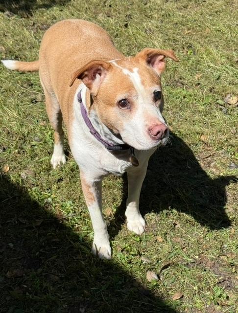 Enlarge Ginger, a Adoptable mixed breed in Willingboro, NJ image 1/4
