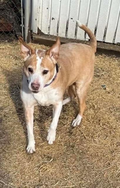 Enlarge Ginger, a Adoptable mixed breed in Willingboro, NJ image 2/6