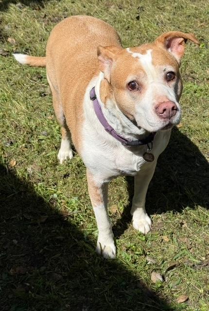 Enlarge Ginger, a Adoptable mixed breed in Willingboro, NJ image 2/4