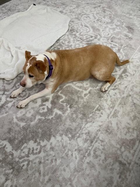 Enlarge Ginger, a Adoptable mixed breed in Willingboro, NJ image 3/4