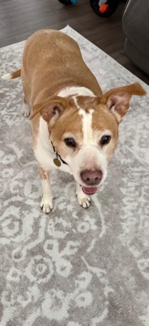 Enlarge Ginger, a Adoptable mixed breed in Willingboro, NJ image 4/4