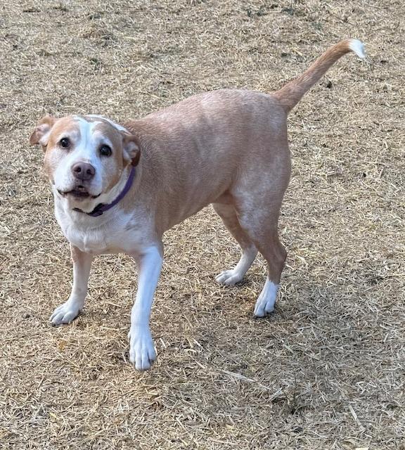 Enlarge Ginger, a Adoptable mixed breed in Willingboro, NJ image 6/6