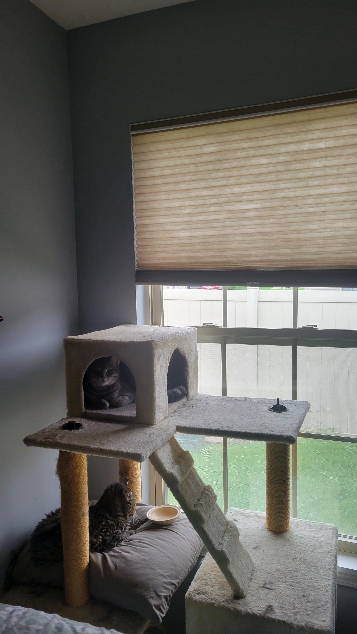 Ash, a ADOPTABLE Domestic Short Hair in Highland, IN image 1/2